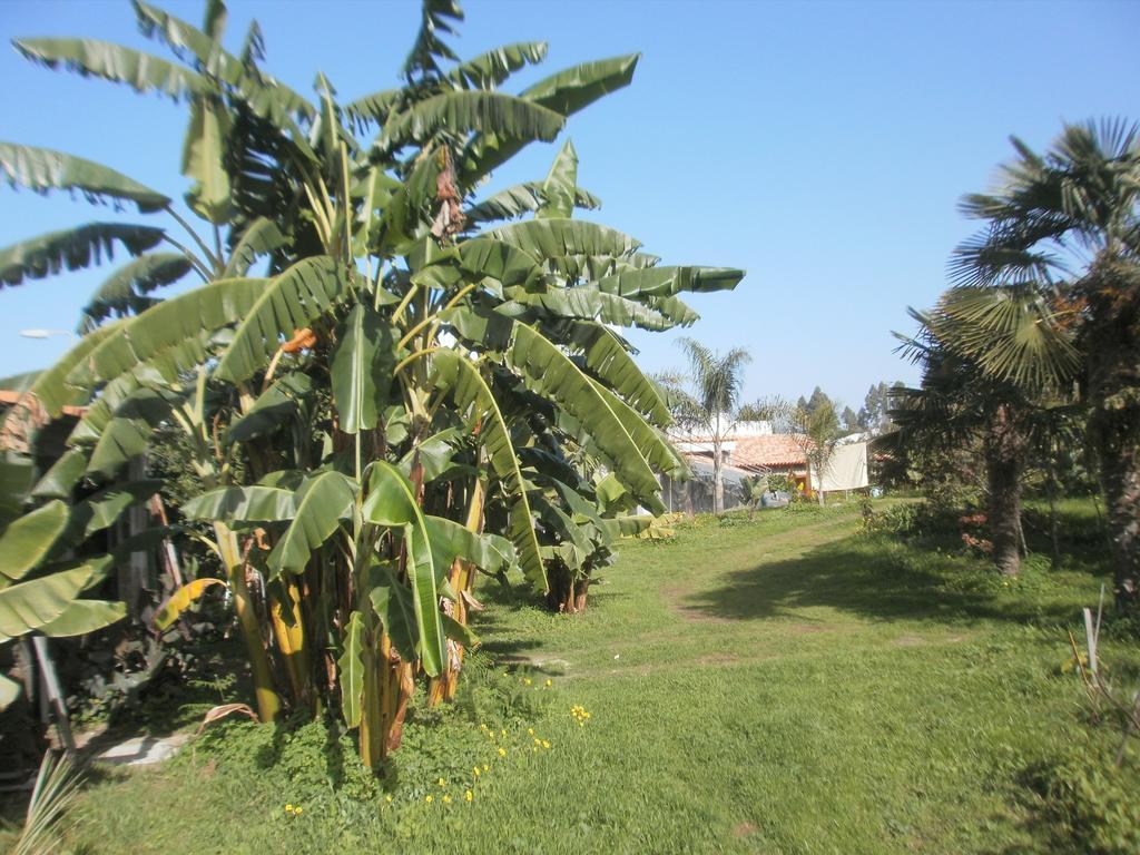 Finca Las Palmeras Icod De Los Vinos Room photo